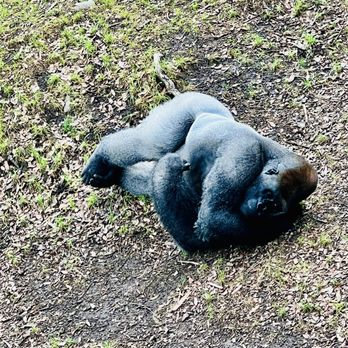 Houston Zoo - Gorilla lounging - Zoos Near Me - Houston, Texas Houston Zoo - Gorilla lounging - Zoos Near Me - Houston, Texas