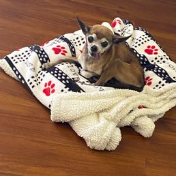This is our lil guy Peewee just before his eternal rest! We love and always miss you! This is our lil guy Peewee just before his eternal rest! We love and always miss you!