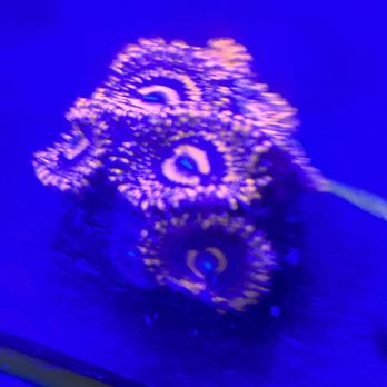 Coralust Reef Solutions - Local Fish Stores Near Me - Phoenixville, Pennsylvania