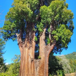 The grandfather tree