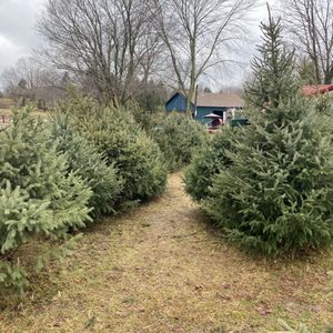Pinecrest christmas tree farm michigan