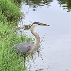 Eufaula National Wildlife Refuge