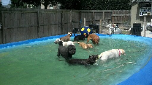 pooch palace long point road