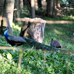Peacock