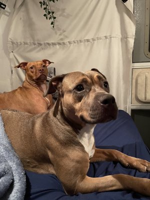 MANATEE COUNTY ANIMAL SERVICES - Updated January 2025 - 24 Photos & 10