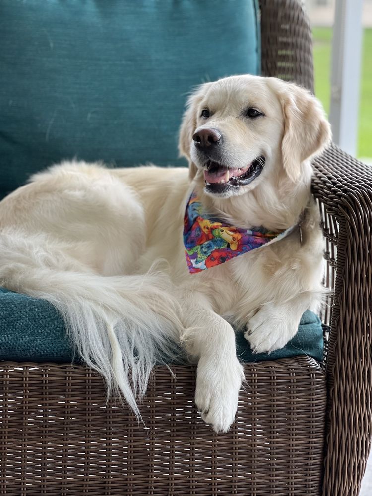 Dani's Pet Spa Image