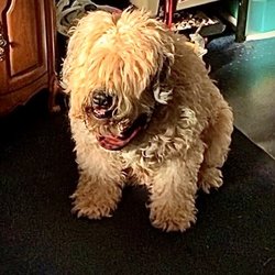 Riverview Animal Hospital - Harles Jean