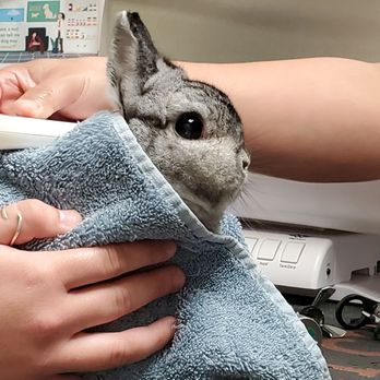 West Valley Pet Clinic - My bunny during his exam - Veterinarians Near Me - San Jose, California West Valley Pet Clinic - My bunny during his exam - Veterinarians Near Me - San Jose, California