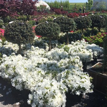Conestoga Nursery - Plants in excellent condition - Nurseries & Gardening Near Me - East Earl, Pennsylvania