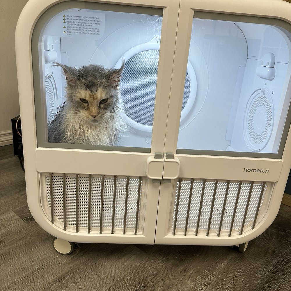 Pet Beloved - Cat in drying room - Pet Groomers Near Me - San Diego, California Pet Beloved - Cat in drying room - Pet Groomers Near Me - San Diego, California