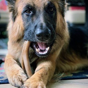 Coastal German Shepherd Rescue - Animal Shelters Near Me - Lake Forest, California Coastal German Shepherd Rescue - Animal Shelters Near Me - Lake Forest, California