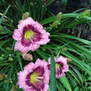 Botanical Treasures - Nurseries & Gardening Near Me - Franklin, New York
