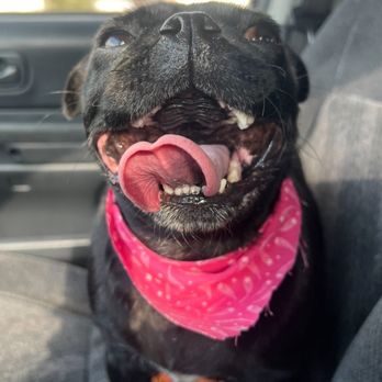 Isela's Pet Grooming - Pet Groomers Near Me - Whittier, California Isela's Pet Grooming - Pet Groomers Near Me - Whittier, California