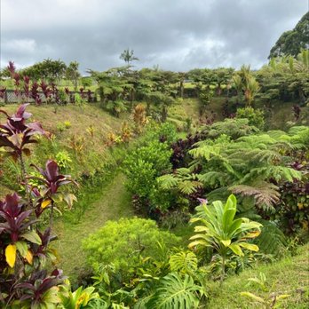 Lavaloha - The garden by the house. - Chocolatiers & Shops Near Me - Hilo, Hawaii Lavaloha - The garden by the house. - Chocolatiers & Shops Near Me - Hilo, Hawaii