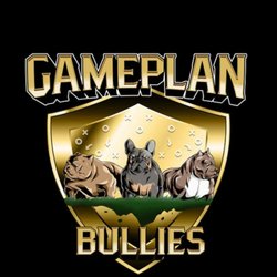 GamePlan Bullies - GamePlanBullies Logo