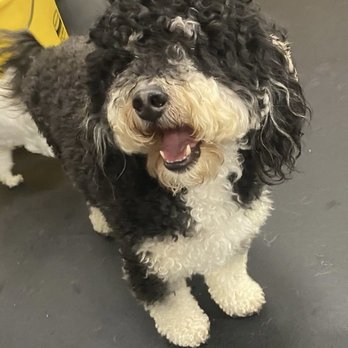D Pet Hotels - Having fun at D Pet Hotel - Pet Groomers Near Me - Encino, California D Pet Hotels - Having fun at D Pet Hotel - Pet Groomers Near Me - Encino, California