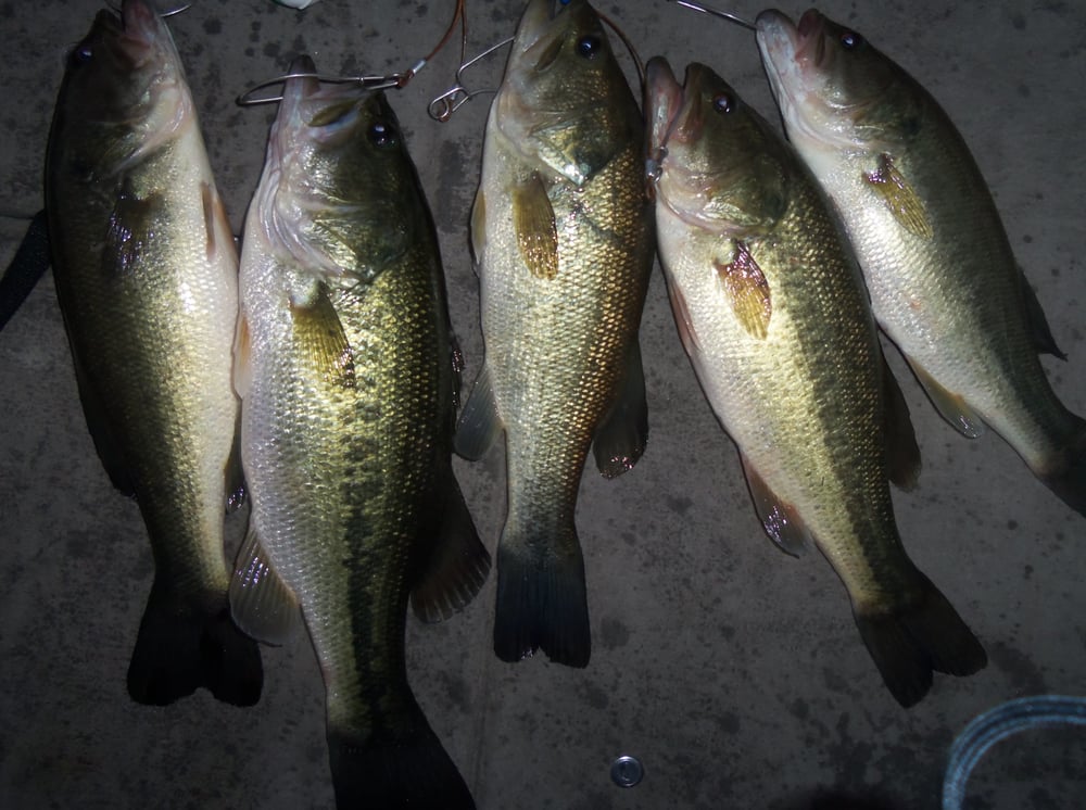 TIM’S FORD GUIDE SERVICE Updated September 2024 352 Wabas Rd, Mulberry, Tennessee Fishing