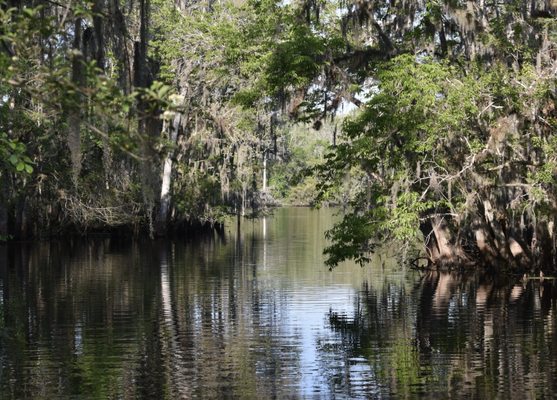 Manatee Springs by null
