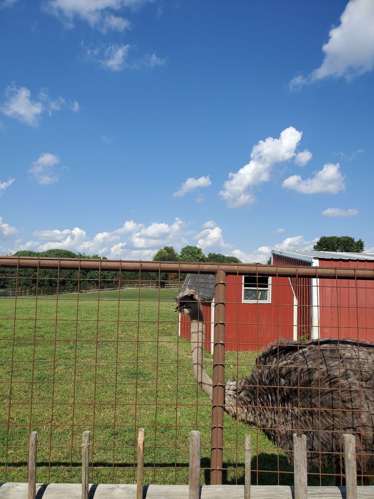 BRIGHT’S ZOO 41 Photos & 16 Reviews Zoos 3425 Hwy 11 E, Limestone