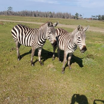 Safari Wilderness Ranch - Tours Near Me - Lakeland, Florida Safari Wilderness Ranch - Tours Near Me - Lakeland, Florida