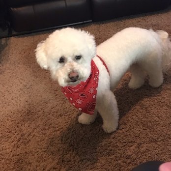 Harvey The Groomer - Max looking spiffy - Pet Groomers Near Me - Wildomar, California Harvey The Groomer - Max looking spiffy - Pet Groomers Near Me - Wildomar, California