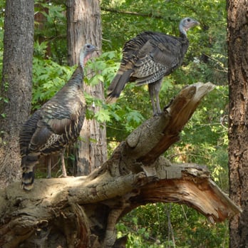 Lithia Park - Not the first thing that comes to mind when people say, "Wild Turkey" - but this is what you get at Lithia Park. - Parks Near Me - Ashland, Oregon Lithia Park - Not the first thing that comes to mind when people say, "Wild Turkey" - but this is what you get at Lithia Park. - Parks Near Me - Ashland, Oregon