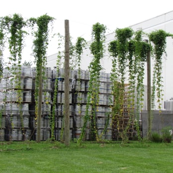 Flying Dog Brewery - Hops - Breweries Near Me - Frederick, Maryland Flying Dog Brewery - Hops - Breweries Near Me - Frederick, Maryland