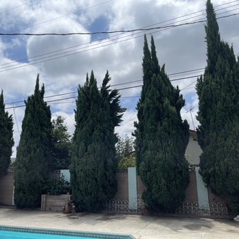 Bro Tree Service - Before - Tree Services Near Me - Anaheim, California