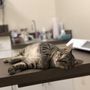 Photo of Rolesville Veterinary Hospital