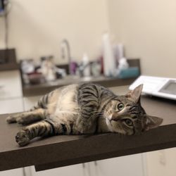 Rolesville Veterinary Hospital