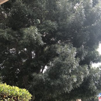 The Tree Pros - Tree Services Near Me - Hesperia, California The Tree Pros - Tree Services Near Me - Hesperia, California