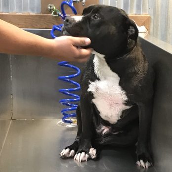 The Village Mutt - Fiji getting a bath - Pet Stores Near Me - Claremont, California