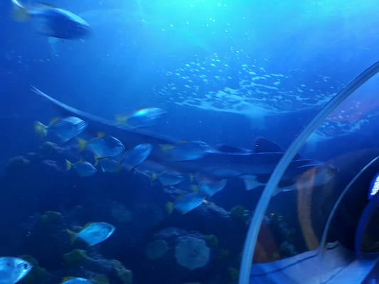 Sea Life Scheveningen by null