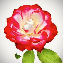 Merrick Rose Garden - August 2025