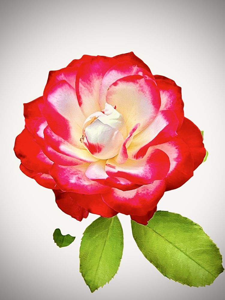 Merrick Rose Garden Logo