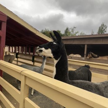 River Street Ranch - Petting Zoos Near Me - San Juan Capistrano, California