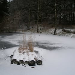 Matronentempel Vor Hirschberg - Zugefrorener Teich zwischen Nettersheim und Wald