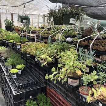 Repetto's Greenhouse Florists - Nurseries & Gardening Near Me - Half Moon Bay, California Repetto's Greenhouse Florists - Nurseries & Gardening Near Me - Half Moon Bay, California
