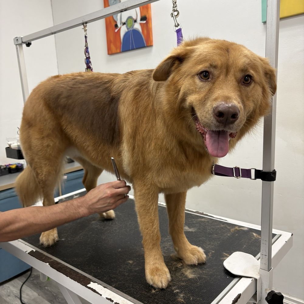Pet Beloved - Pet Groomers Near Me - San Diego, California Pet Beloved - Pet Groomers Near Me - San Diego, California