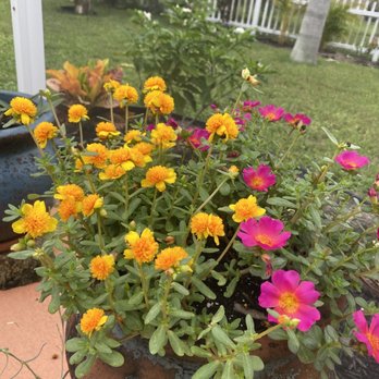 H & H Nursery, Inc. - Nurseries & Gardening Near Me - Bradenton, Florida H & H Nursery, Inc. - Nurseries & Gardening Near Me - Bradenton, Florida