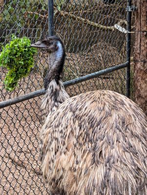 Healesville Sanctuary (Zoos Victoria) by null