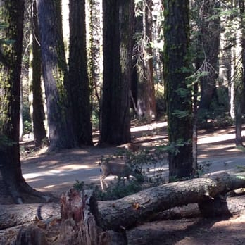 Crane Flat Campground - Deer a few feet from our tent - Campgrounds Near Me - Tuolumne, California