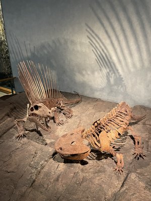 Denver Museum of Nature & Science by null