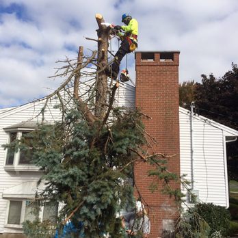 ML Jackson Landscaping - Spruce Take down we can do the job small or large call us. - Landscaping Near Me ML Jackson Landscaping - Spruce Take down we can do the job small or large call us. - Landscaping Near Me
