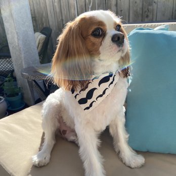Serenity Pet Spaw - After - Pet Groomers Near Me - San Diego, California