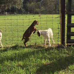 Tumble Farm