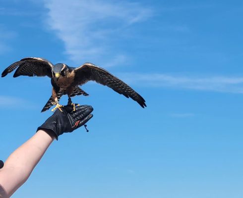 The Peregrine Fund's World Center For Birds of Prey by null