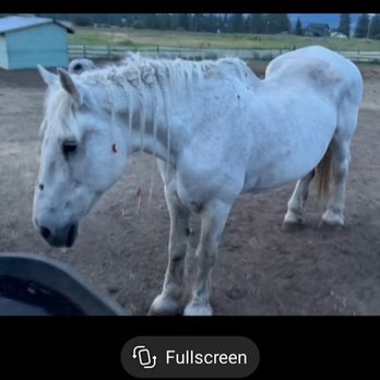 Spokane Trail Rides and Boarding - Horseback Riding Near Me - Spokane, Washington Spokane Trail Rides and Boarding - Horseback Riding Near Me - Spokane, Washington