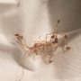 Bag O' Crab