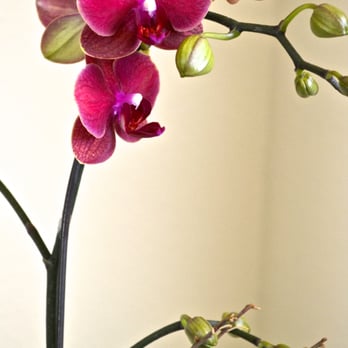 Pac 8 Orchids - Bright, vibrant, beautiful orchids make my day. - Florists Near Me - Los Angeles, California